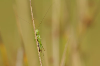 Gewoon spitskopje -Conocephalus dorsalis ♂