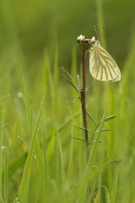 Klein geaderd witje  - Pieris Napi