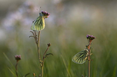 Klein geaderd witje  - Pieris Napi