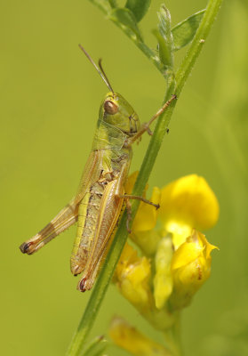 Krasser - Pseudochorthippus parallelelus