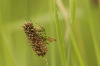 Greppelsprinkhaan - Roeseliana roeselii