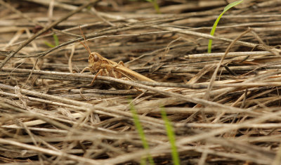 Snortikker - Chorthippus mollis