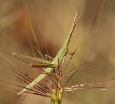 Acrida Ungarica - Cone-headed Grasshopper