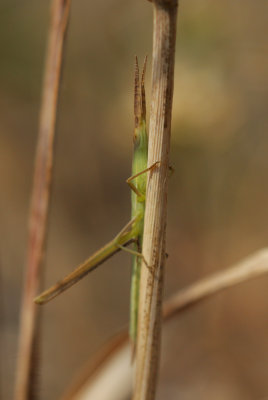 Acrida Ungarica - Cone-headed Grasshopper