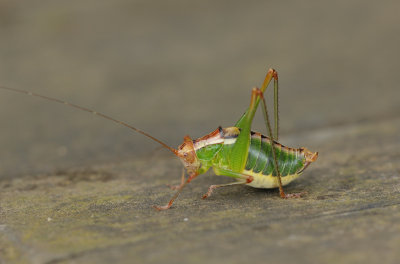 Metaplastes pulchripennis - Italian Ornate Bush-cricket