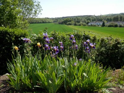 The transplanted irises are happy in their new home