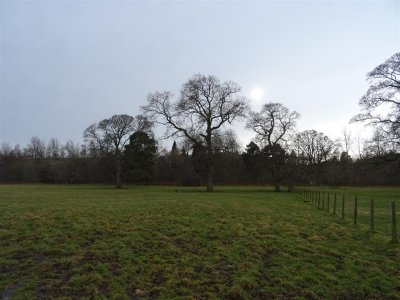 Dog walk through the Cumledge fields