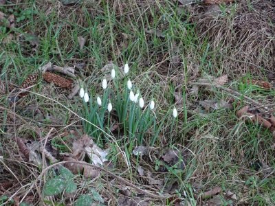 Snowdrops by the river