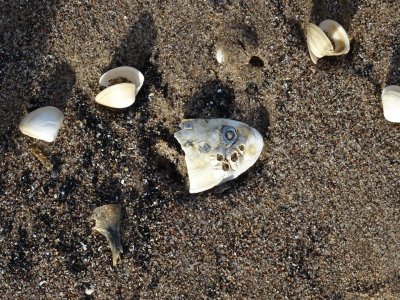 Shell fish