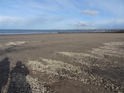 A shell bank