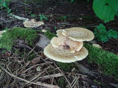 Fungus at Whitbarrow Village