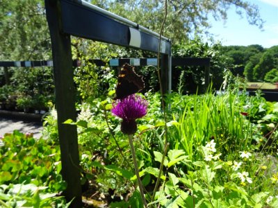 Harlow Carr - 2 July 2018