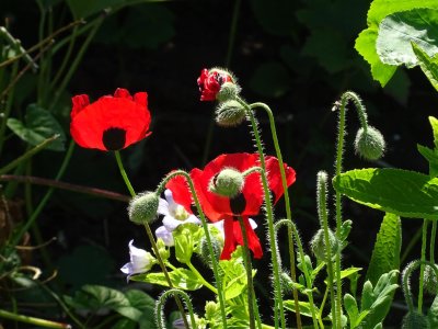 DSC08989 (Large).JPG