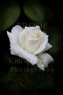 White rose in rain