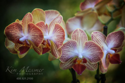 Orchids