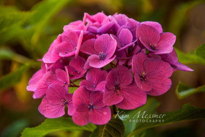 Pink hydrangea