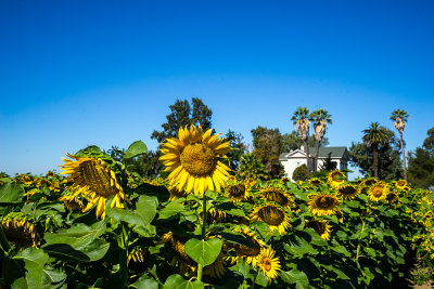 Sunflowers Sacramento Valley