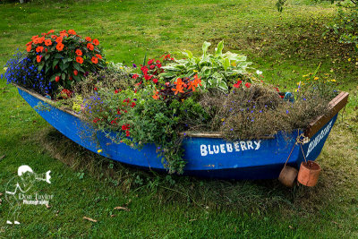 Blueberry boat