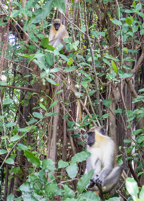  Bearded Fig Tree and Monkeys