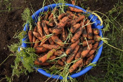 Carrots