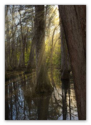 Sundown on the swamp