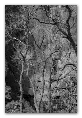 Zion National Park