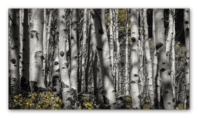 Aspens B&W + Color