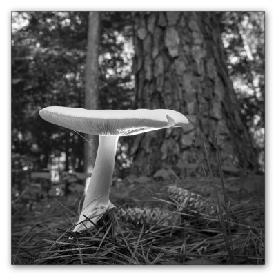 Mushroom 6-17.jpg