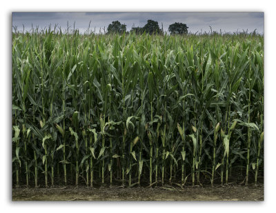 Delta Crops