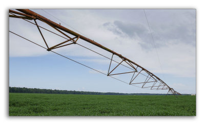 Soybean Field