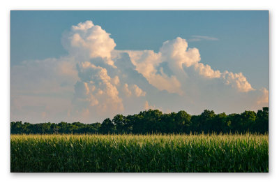 Delta Corn
