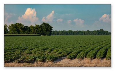 Delta Cotton