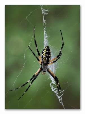 Gargen Spider 