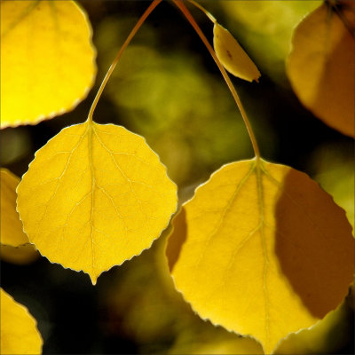 Aspens