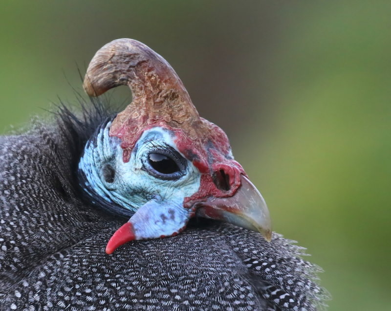 Helmeted Guineafowl<br> (Numida meleagris)