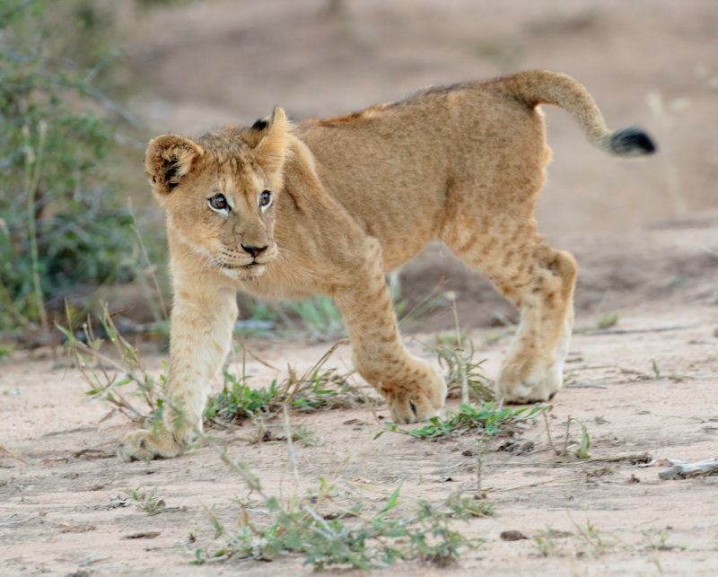 Lion cub 