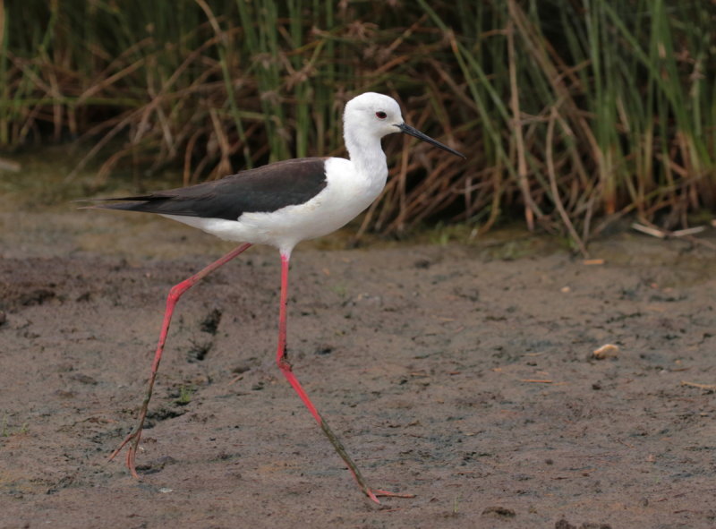 Black-winged Stilt <br>(Himantopus himantopus) i