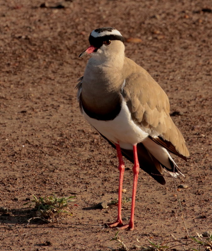 Crowned Lapwing/Plover <br>(Vanellus coronatus)