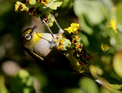 Cape white-eye (Zosterops virens)