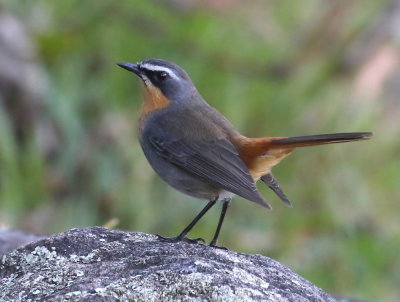 Cape Robin-chat (Cossypha caffra)