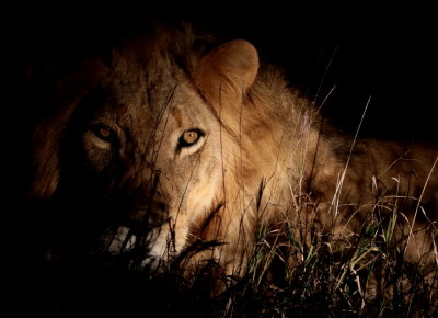 African Lion (Panthera leo) 