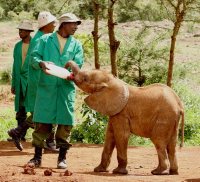 Orphaned Elephant feeding time