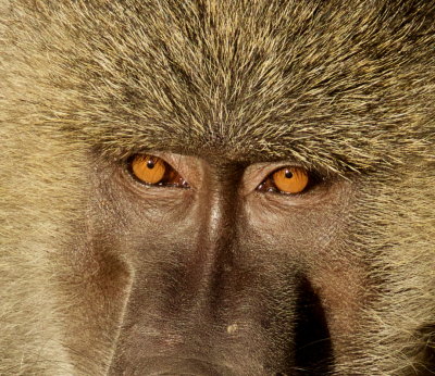 Olive Baboon (Papio anubis)