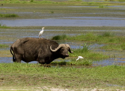 African Buffalo(Syncerus caffer) 
