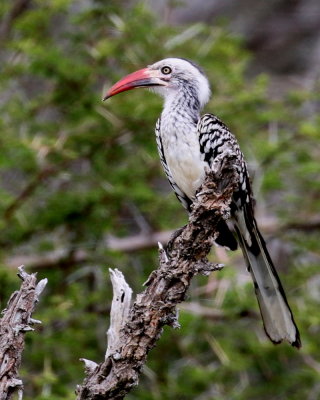 Southern Red-billed Hornbill(Tockus rufirostris)