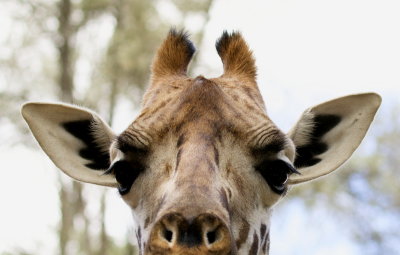 Giraffe(Giraffa camelopardalis)