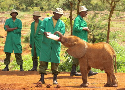Orphaned Elephant feeding time