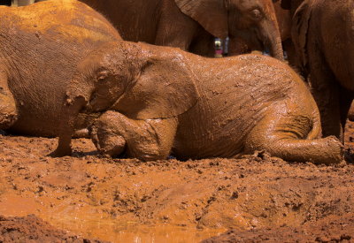 Orphan Elephant Mud Bath
