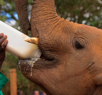Orphan Elephant Feeding