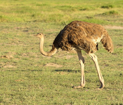 Female Ostrich (Struthio camelus) 